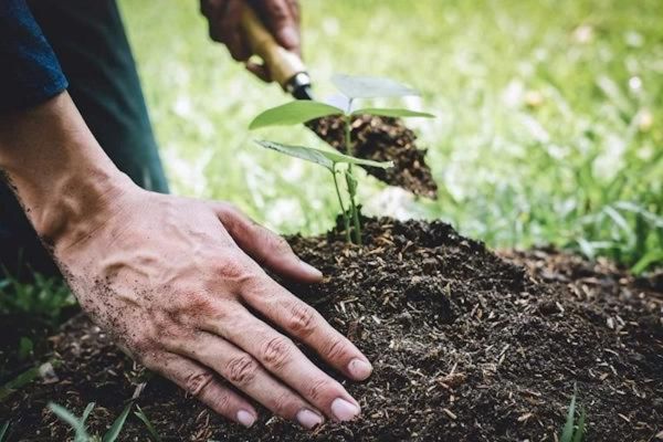 Ủy quyền trong giao dịch đất trồng cây hàng năm